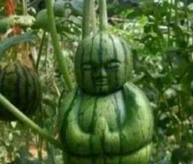 武都网红吃瓜事件真相,真相背后的网络狂欢与反思