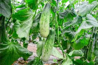 都有哪些网红吃瓜