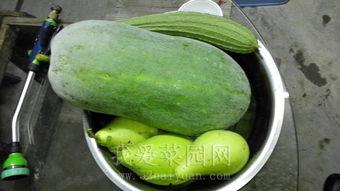 吃瓜网 热门大瓜,热门大瓜背后的惊人真相