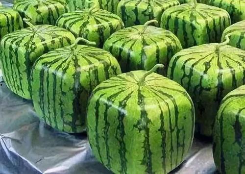 吃瓜料网电脑端入口,畅享海量资讯，轻松获取热门八卦