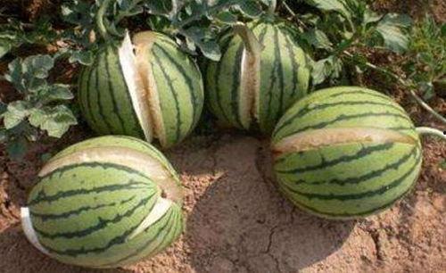 下沙网红吃瓜事件真相,真相背后的网络狂欢与反思