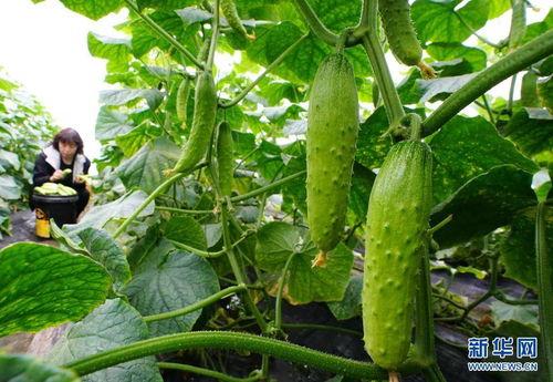 济南小网红吃瓜群微信,揭秘网络红人幕后趣闻