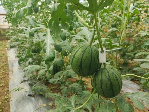 百姓吃瓜网,揭秘娱乐圈幕后故事，带你领略真实娱乐圈