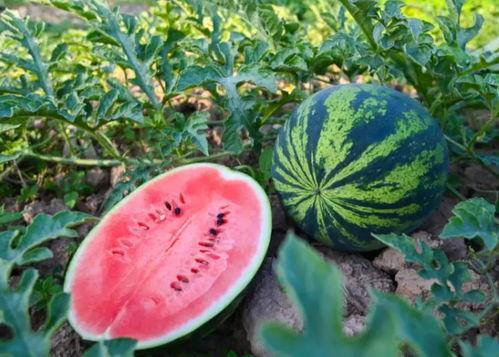 百姓吃瓜网,揭秘娱乐圈幕后故事，带你领略真实娱乐圈