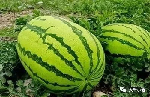 大广51吃瓜黑料网,网络舆论场中的真相与争议