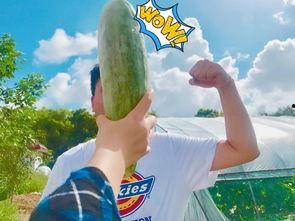 吃瓜最近网红是谁啊视频,揭秘近期吃瓜界新晋热门人物