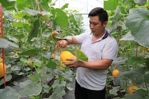 网红瓜这样吃,解锁美味新境界