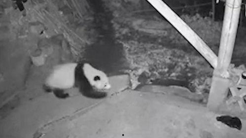 吃瓜黑猫网,网络舆论场中的神秘力量