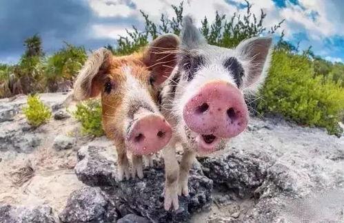 吃瓜网红小胖猪是谁