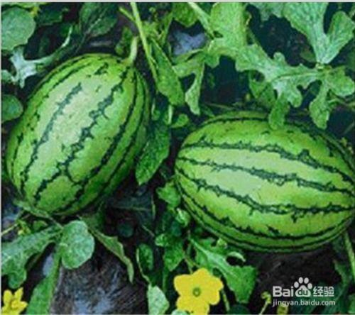 吃瓜官网有哪些,海量资讯一网打尽