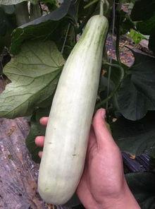 小时候吃的网红瓜,甜蜜滋味，回忆满满