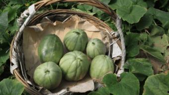 小时候吃的网红瓜,甜蜜滋味，回忆满满