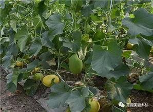 芜湖吃瓜网,揭秘本地热点事件，带你领略芜湖生活百态