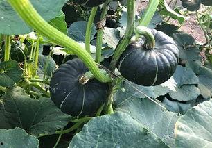 吃日本瓜的网红是谁啊,揭秘吃日本瓜的网红是谁