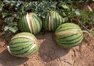 胶州网红吃瓜,揭秘背后真相与网络舆论风暴