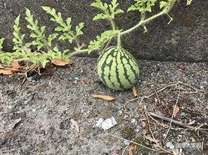 网红吃瓜群怎么找,如何轻松找到热门话题聚集地