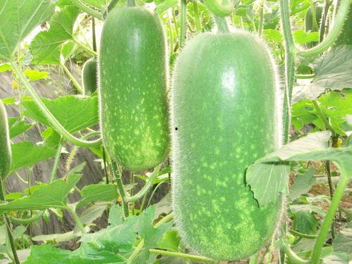 9169吃瓜网,网络舆论场的新势力崛起