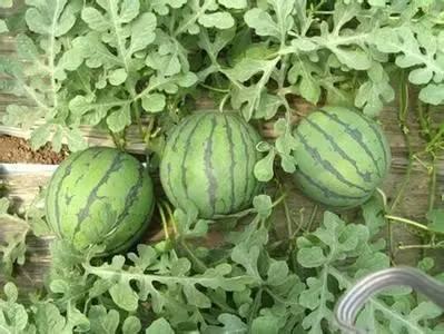 吉林市吃瓜网顾馨予,顾馨予带你领略本地美食风情