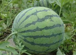 吉林市吃瓜网顾馨予,顾馨予带你领略本地美食风情