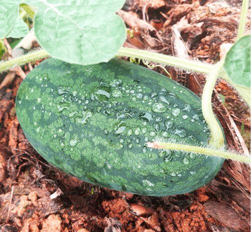 怎么搜吃瓜网,网络舆论场中的热点追踪与深度解析