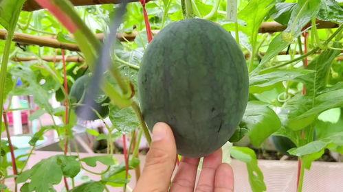 被人网暴吃瓜,揭秘网络暴力的双重效应