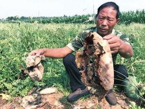 陇西网红吃瓜事件