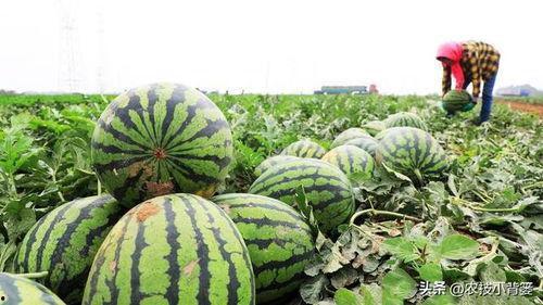 为什么会有吃瓜网,网络围观背后的社会心理探析