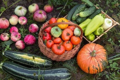 为什么会有吃瓜网,网络围观背后的社会心理探析