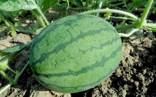 吃瓜网yyds,揭秘网络热词背后的文化现象