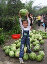 吃瓜的搞笑网红名字,揭秘搞笑网红的“吃瓜”奇遇记