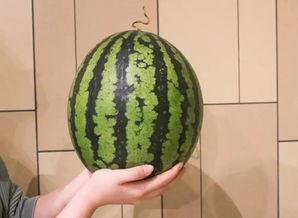 网红锦超吃瓜,揭秘网红圈幕后故事