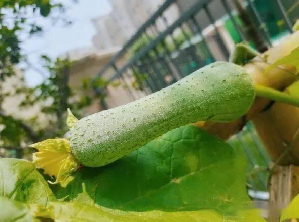 66吃瓜网有病毒吗,揭秘病毒风险，守护网络安全