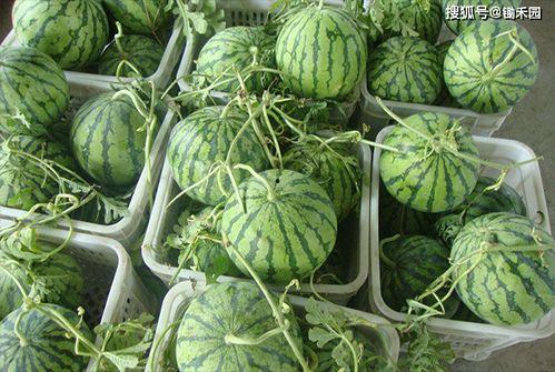 陇南网红女吃瓜是谁啊图片,她是谁？背后的故事引人关注