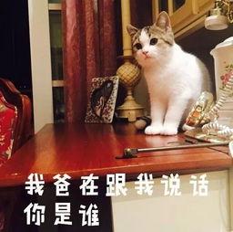 吃瓜猫抖音网红是谁,揭秘网红背后的故事与魅力”