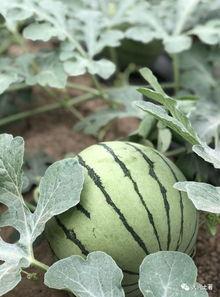 内蒙吃瓜网红是谁啊