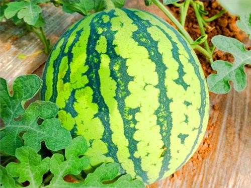 huianzi吃瓜网,揭秘娱乐圈幕后故事，带你领略明星真实生活