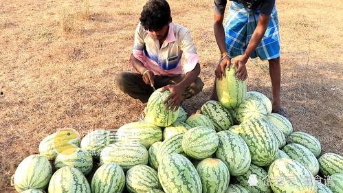 huianzi吃瓜网,揭秘娱乐圈幕后故事，带你领略明星真实生活