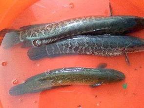 黑鱼吃瓜网,揭秘娱乐圈幕后真相，带你领略明星生活百态