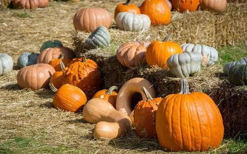 一只喔吃瓜网,一只喔吃瓜网带你领略网络舆论风云