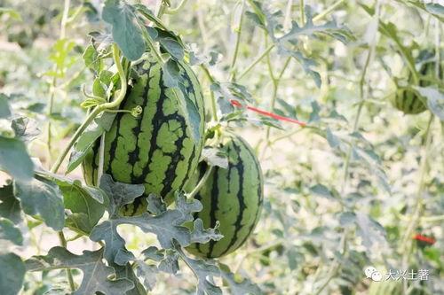江汉平原网红吃瓜,揭秘当地特色美食背后的故事