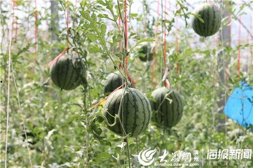 韩城某网红吃瓜视频曝光,揭秘韩城某神秘事件真相