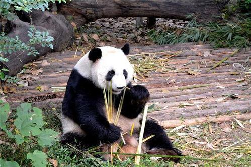 长乐网红小鹿姐姐吃瓜事件