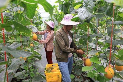 吃网红瓜的平台有哪些人