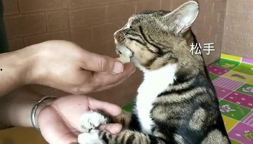 筷猫官网地址吃瓜,揭秘美食世界的秘密花园 第3张 筷猫官网地址吃瓜,揭秘美食世界的秘密花园 第3张