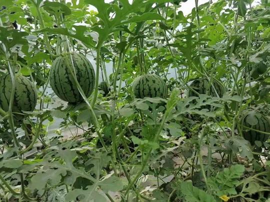 51吃瓜官网怎么 第3张 51吃瓜官网怎么 第3张