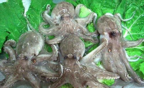 网红八爪鱼吃瓜爆料视频  第3张