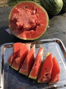 网红吃瓜红肠,揭秘网红美食背后的故事 第3张 网红吃瓜红肠,揭秘网红美食背后的故事 第3张