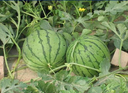 永康网红吃瓜事件,揭秘网络舆论的风暴与真相  第1张