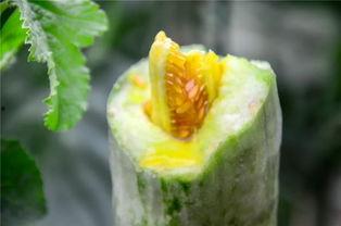 桐桐网红吃瓜,揭秘娱乐圈幕后真相  第2张