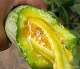 桐桐网红吃瓜,揭秘娱乐圈幕后真相  第3张